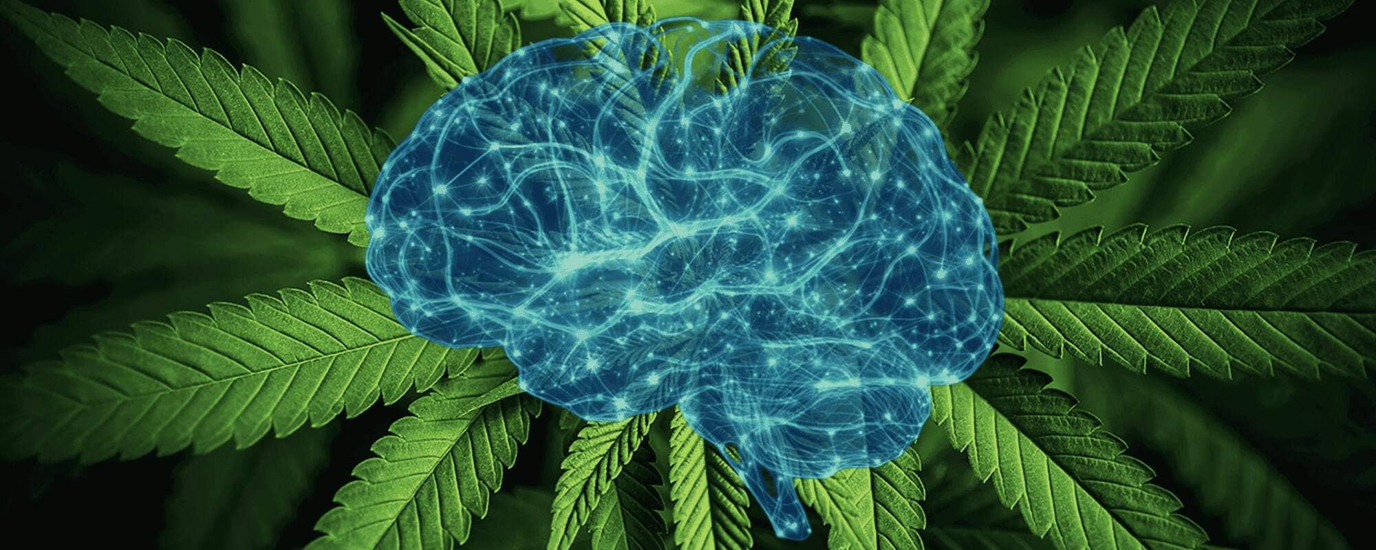 Neurosains Penggunaan Ganja Reguler Memodulasi Gelombang Gamma Pemrosesan Visual